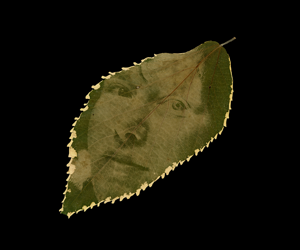 A round brown hydrangea leaf on a black background. Printed in the light umber chlorophyll is a self portrait where half my face is lit by the sun and my head and eyes are tilted upward.